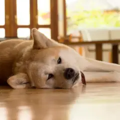 Mi perro no puede andar de repente. Este Akita descansa en el suelo, con la cabeza apoyada y los ojos entrecerrados, como si estuviera muy cansado.