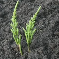 Dwa młode, zielone pędy skrzypu polnego wyrastające z ciemnej ziemi.
