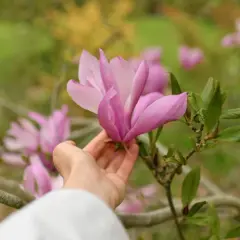 Delikatna dłoń dotyka różowej magnolii, jakby sprawdzała, jaka ziemia ją karmi.