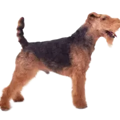 Un perro Welsh Terrier, con su característico pelaje negro y fuego, posa orgulloso.