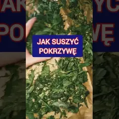 Jak suszyć pokrzywę na herbatę, aby zachować jej cenne właściwości