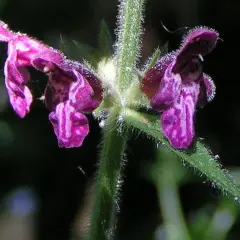 Zwei violette Blüten des Wald-Ziest, bedeckt mit Tautropfen, ragen aus einem behaarten Stiel.