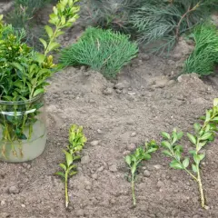Rami di bosso in un barattolo d'acqua e altri pronti per la riproduzione per talea sul terreno.