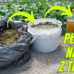 Jaki nawóz do irgi? Sprawdź, jak zadbać o zdrowy wzrost roślin