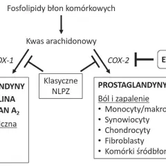 Schemat pokazuje, jak kwas arachidonowy przekształca się w prostaglandyny. Etorykosyb hamuje COX-2, wpływając na ból i zapalenie.