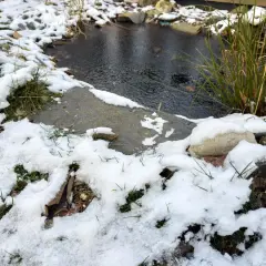 Petit étang de maison sous la neige. L'eau est sombre et le bord est recouvert de givre et de quelques brins d'herbe verte.