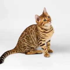 Un joven gato de bengala con pelaje moteado y ojos verdes brillantes mira hacia arriba, cautivado por algo fuera de plano.