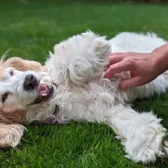 Un perro blanco y esponjoso se revuelca feliz en la hierba mientras una mano le hace cosquillas en la barriga. ¡A los perros les encantan las cosquillas!