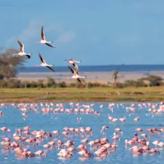 Des flamants roses dansent sur l'eau bleue, certains s'envolent. Une scène magnifique pour savoir que faire en Camargue.