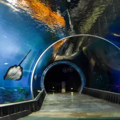Podwodny tunel w wrocławskim oceanarium. Płaszczka płynie obok, a nad głową widać odbicia światła na wodzie.