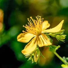 Gelbe Johanniskrautblüte mit vielen Staubgefäßen. Die Pflanze ist bekannt dafür, wie wirkt Johanniskraut bei Stimmungsschwankungen.