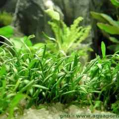 Un tapis dense de **Helanthium tenellum** aux feuilles vertes vives, planté dans un substrat clair, avec des plantes d'aquarium floues en arrière-plan.