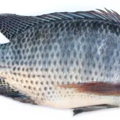 Czy tilapia jest zdrowa? Analiza, wady i zalety