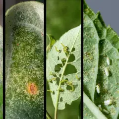 Immagini di parassiti delle piante: muffa bianca, macchie fogliari, bruchi affamati, mosche bianche e afidi neri che infestano le foglie.