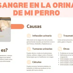 Perro con sangre en la orina. Causas: infección urinaria, tumores, cálculos, traumatismos. No hay tratamiento casero, consulta al veterinario.