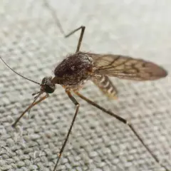 Zbliżenie na tropikalne komary nazwa. Owad z długimi nogami i skrzydłami, siedzi na szarej tkaninie.