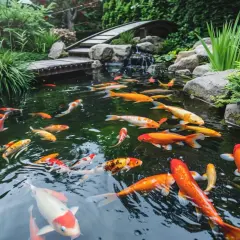 Un magnifique bassin à poissons koi, avec des ponts en bois et une cascade. L'eau est claire, reflétant les couleurs vives des poissons.