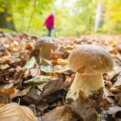 Ein Pilzsammler im Herbstwald sucht nach essbaren Pilzen, die zwischen Laub und Moos wachsen.