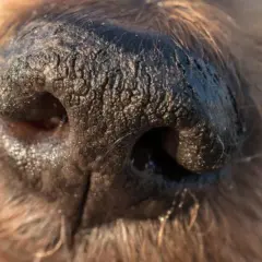 A mi perro le gotea la nariz: causas preocupantes y cuándo actuar