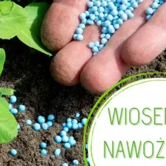 Jaki nawóz do niecierpków? Odkryj sekrety zdrowego wzrostu