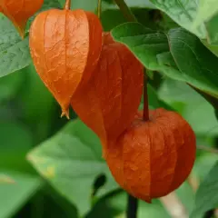 Orange Physalis-Laternen hängen reif am Strauch. Bald ist Zeit, diese schönen Früchte zu ernten.
