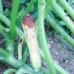 Zucchina con marciume apicale, un sintomo comune di virosi zucchine. La parte superiore è brunita e secca.