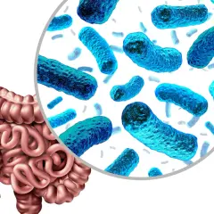 El intestino y su microbiota, bacterias esenciales para la salud.