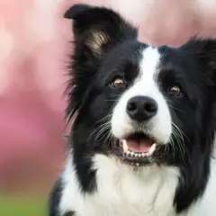 Border Collie sonriente, ideal para nombres como "Rayo" o "Luna".