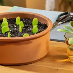 Kleine Ableger des Geldbaums sprießen in Erde. Daneben ein Glas mit Wasser, bereit, um den Geldbaum zu vermehren.
