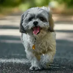 Szczeniak Shih Tzu z językiem na wierzchu, idący po ścieżce. Może to być imię dla dużego psa, który jest bardzo przyjazny.