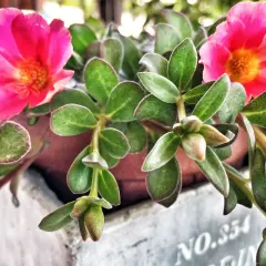 Due splendidi fiori di portulaca rosa acceso con un centro arancione brillano tra le foglie verdi succulente.