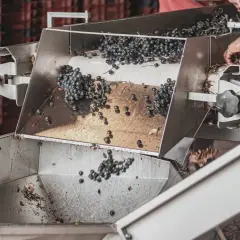 Uve scure cadono in un macchinario, parte del processo di macerazione carbonica per quali vini.