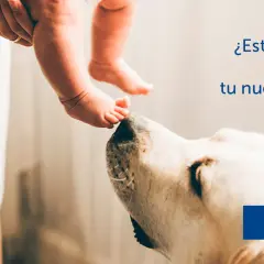 Un perro mira con curiosidad los pies de un bebé. ¿Está tu perro celoso de tu nuevo bebé?