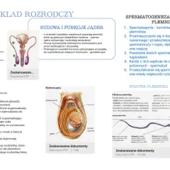 Schemat męskiego układu rozrodczego: budowa jąder, powstawanie plemników (spermatogeneza) i budowa plemnika.