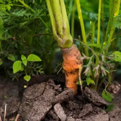 Marchewka wyrasta z ziemi. Wskazówka, jak głęboko siać marchew, by uzyskać takie zdrowe korzenie.