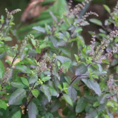 Un primo piano di una rigogliosa tulsi pianta con foglie verdi e viola e piccoli fiori viola.