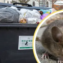 Maus nähert sich Mülltonne mit Schnee und Müll. Die Entsorgung von tote Taube ist hier nicht das Thema, aber die Maus sucht nach Futter.