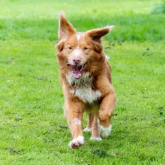 Un chien roux, un golden nouvelle ecosse, court joyeusement sur l'herbe verte, la langue sortie.