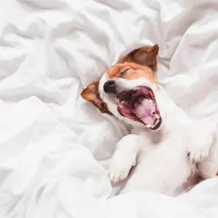 A Jack Russell terrier yawns widely on a white duvet. Why do dogs yawn? It's not just tiredness; it can signal stress or a need for calm.