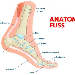 Anatomie des Fußes: Darstellung der Knochen des Tarsus, Mittelfußes und der Zehen, inklusive Tibia, Fibula und Achillessehne.