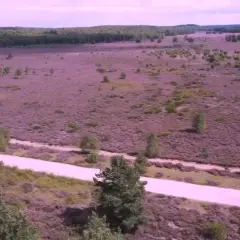 Rozległe wrzosowiska Borne Sulinowo, fioletowy dywan kwitnącego wrzosu, przecina jasna ścieżka.