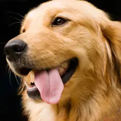 Szczęśliwy golden retriever z wystawionym językiem, gotowy do nauki, jak wytresować golden retrievera.