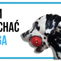Dalmatyńczyk z czerwonym KONGiem w pysku. Dowiedz się, czym wypchać kong dla psa, by zapewnić mu rozrywkę.