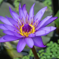 Eine violette Seerose blüht im Teich. Sie ist eine von vielen winterharten Teichpflanzen, die auch im Herbst noch Farbe in den Garten bringen.