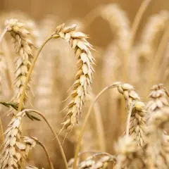 Épis de blé dorés, certains courbés, prêts pour la récolte. L'ergot du blé, une menace pour les moissons, est absent de ce champ sain.