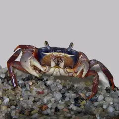 Mały krab z fioletowym pancerzem i pomarańczowymi odnóżami siedzi na żwirze.