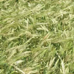 Pole pszenicy, gdzie każdy kłos jest jakby podtrzymywany przez niewidzialny antywylegacz na pszenicę, tworząc falujący dywan zieleni i złota.