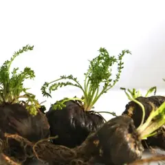Tre radici di maca nera con germogli verdi. Informati sulle maca nera controindicazioni prima dell'uso.