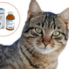 Gato con ojos verdes junto a caja y frasco de Carprofelican, un antiinflamatorio para gatos y perros.