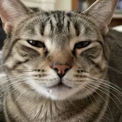 Gato atigrado con una gota de saliva colgando de su labio inferior. Parece que mi gato babea mucho.